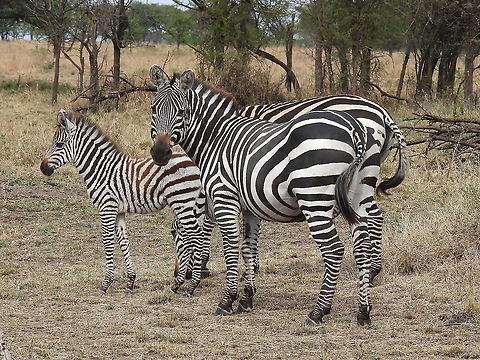 Common zebra N Tanzania, N Serengeti Equus quagga,Geotagged,Plains zebra,Tanzania,Winter