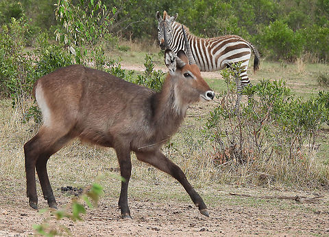 Waterbuck N Tanzania, N Serengeti Geotagged,Kobus ellipsiprymnus,Tanzania,Waterbuck,Winter