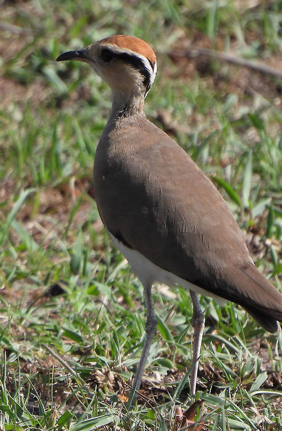 Cursorius temminckii N Tanzania, N Serengeti Cursorius temminckii,Geotagged,Tanzania,Temmincks Courser,Winter