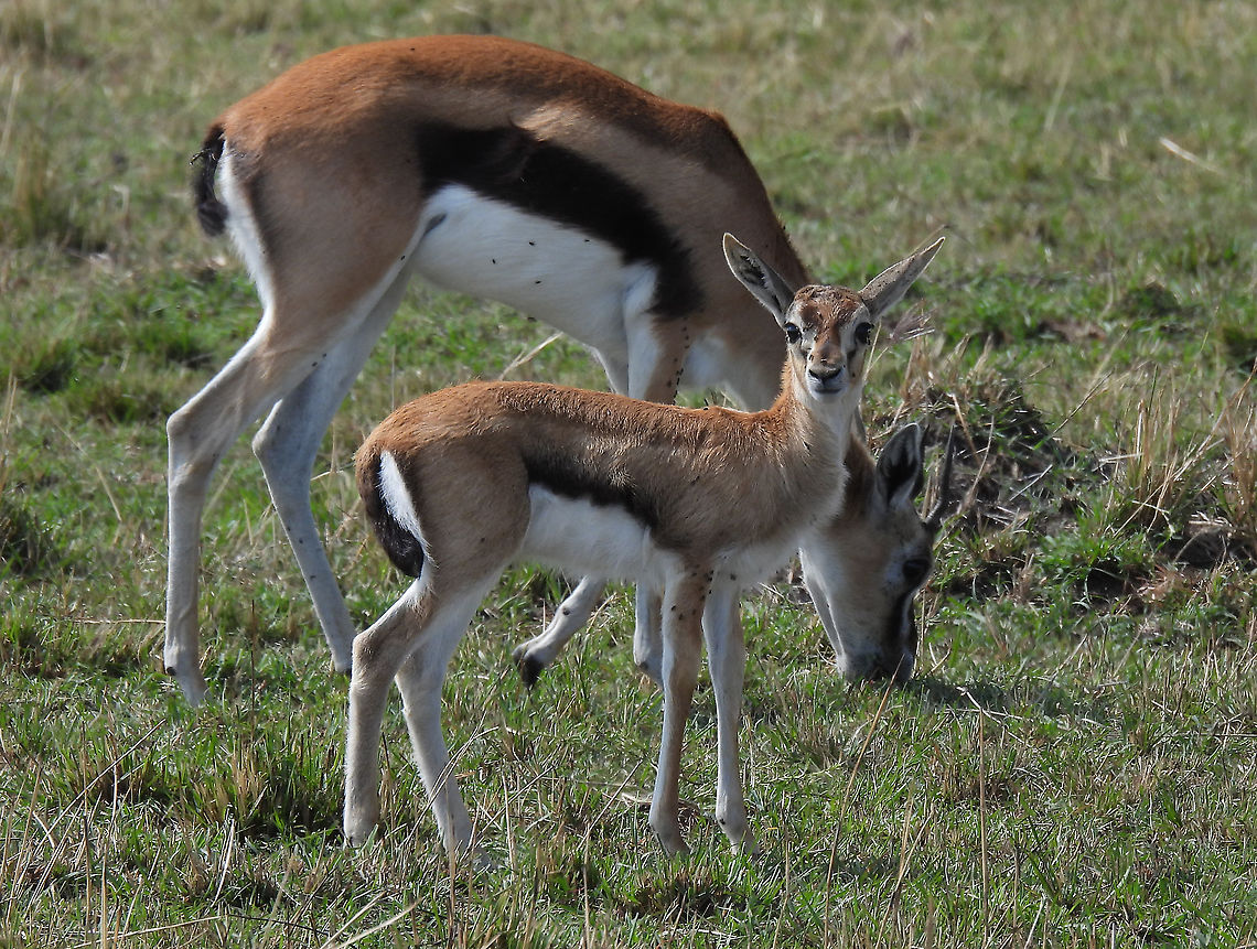 Eudorcas thomsonii N Tanzania, N Serengeti Eudorcas thomsonii,Geotagged,Tanzania,Thomsons gazelle,Winter