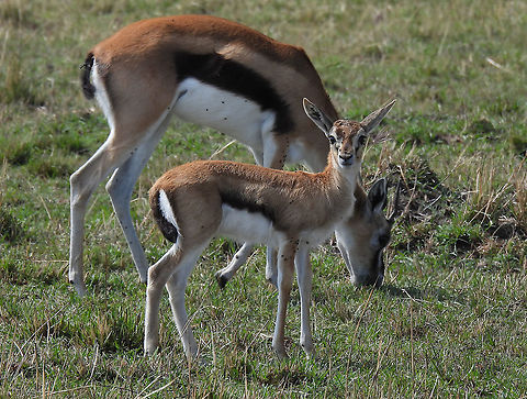 Eudorcas thomsonii N Tanzania, N Serengeti Eudorcas thomsonii,Geotagged,Tanzania,Thomsons gazelle,Winter