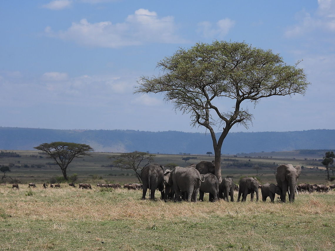 Loxodonta africana N Tanzania, N Serengeti African bush elephant,Geotagged,Loxodonta africana,Tanzania,Winter