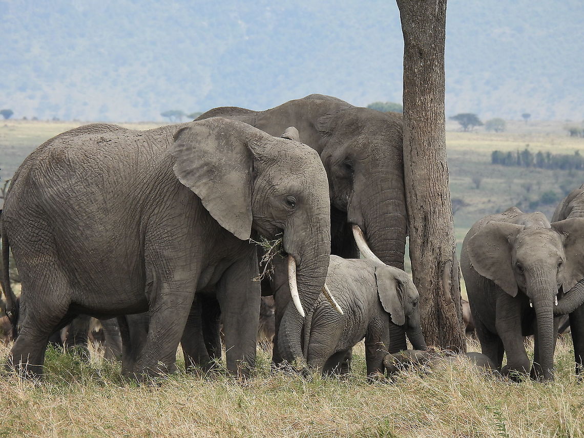 Loxodonta africana N Tanzania, N Serengeti African bush elephant,Geotagged,Loxodonta africana,Tanzania,Winter