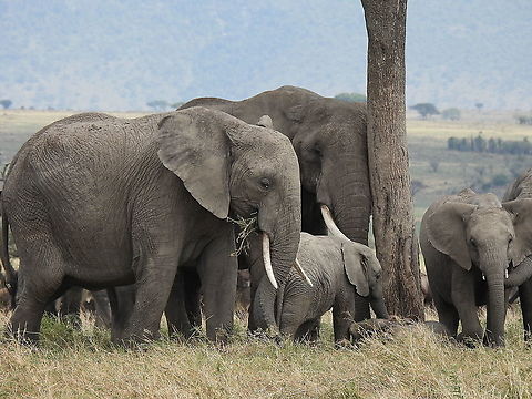 Loxodonta africana N Tanzania, N Serengeti African bush elephant,Geotagged,Loxodonta africana,Tanzania,Winter