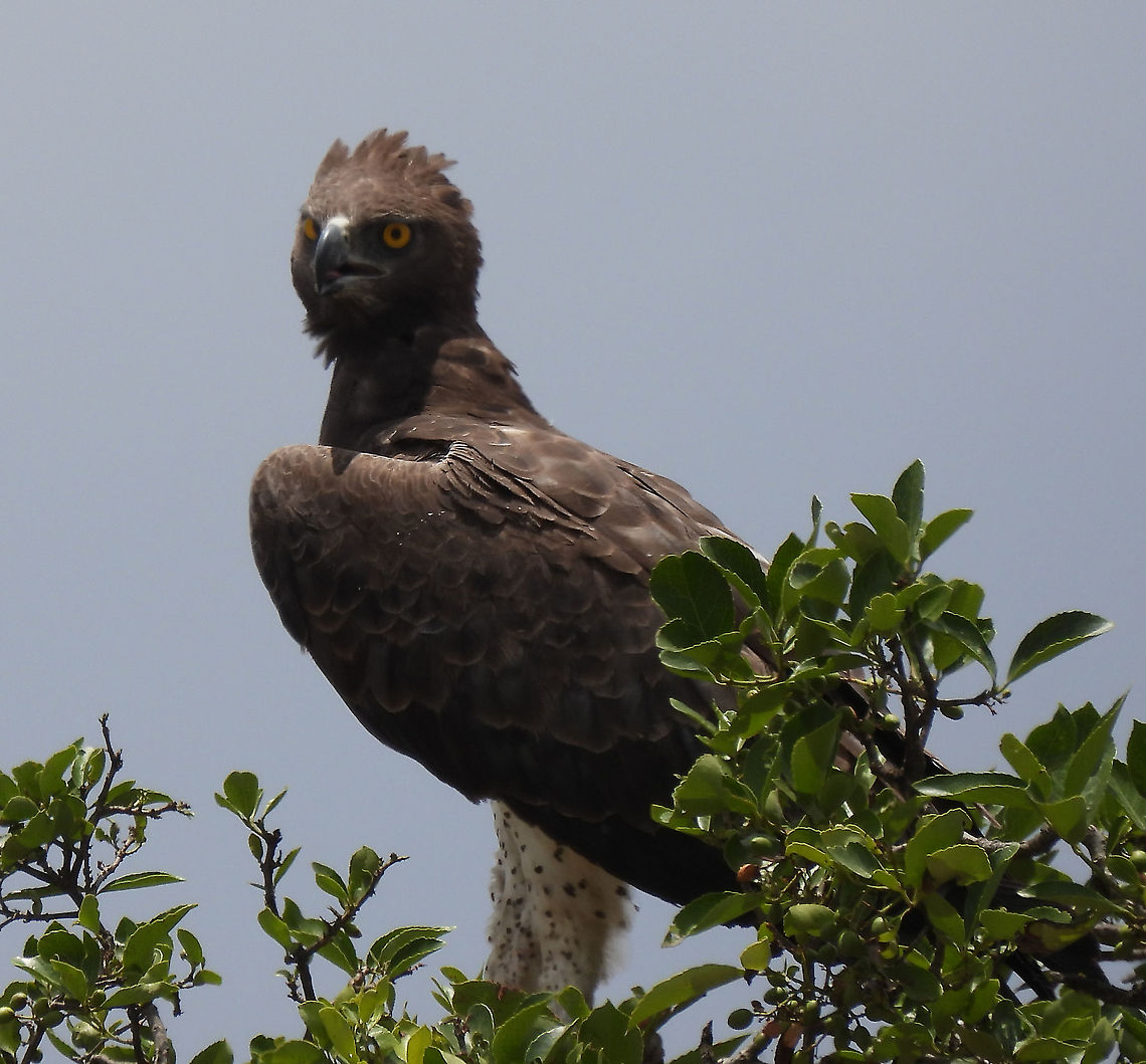 Polemaetus bellicosus N Tanzania, N Serengeti Geotagged,Martial Eagle,Polemaetus bellicosus,Tanzania,Winter