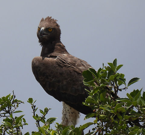 Polemaetus bellicosus N Tanzania, N Serengeti Geotagged,Martial Eagle,Polemaetus bellicosus,Tanzania,Winter