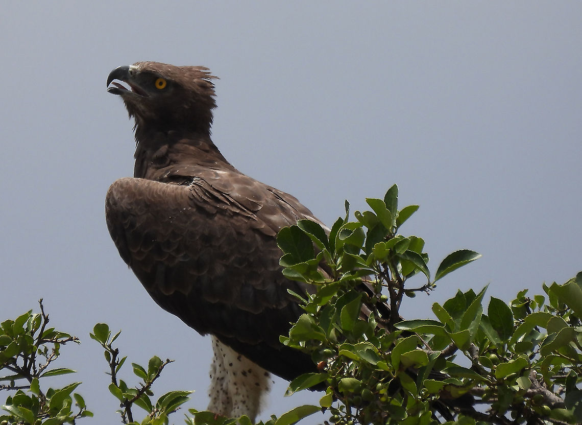 Polemaetus bellicosus N Tanzania, N Serengeti Geotagged,Martial Eagle,Polemaetus bellicosus,Tanzania,Winter
