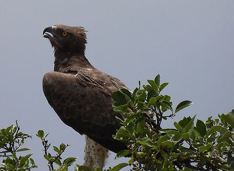 Polemaetus bellicosus N Tanzania, N Serengeti Geotagged,Martial Eagle,Polemaetus bellicosus,Tanzania,Winter