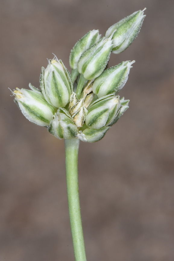 Allium judaeum, our newly described species.  Allium judaeum
