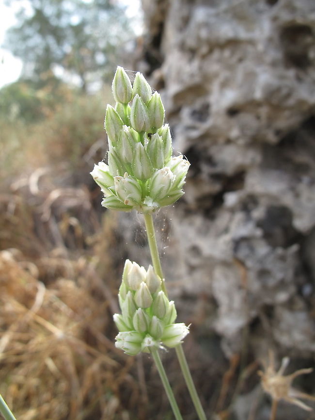 Allium judaeum, our newly described species.  Allium judaeum,Geotagged,Israel,Spring