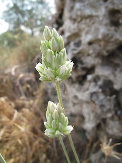 Allium judaeum, our newly described species.  Allium judaeum,Geotagged,Israel,Spring