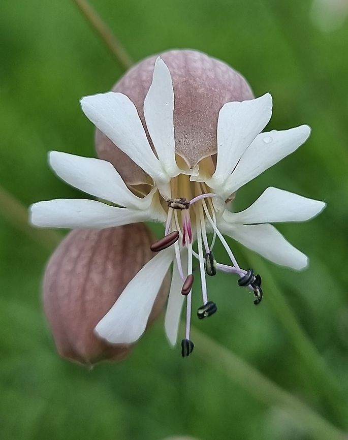Silene vulgaris  Bladder Campion,Fall,Geotagged,Montenegro,Silene vulgaris