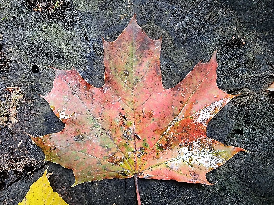 Acer platanoides  Acer platanoides,Fall,Geotagged,Montenegro
