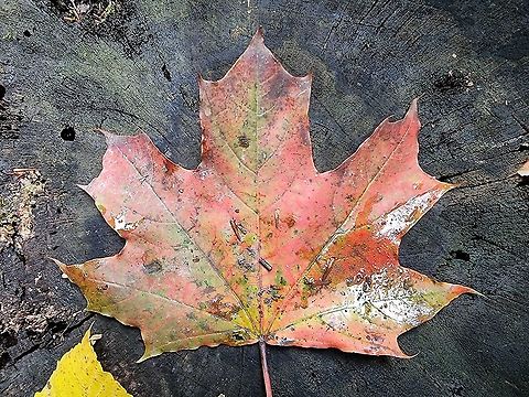 Acer platanoides  Acer platanoides,Fall,Geotagged,Montenegro