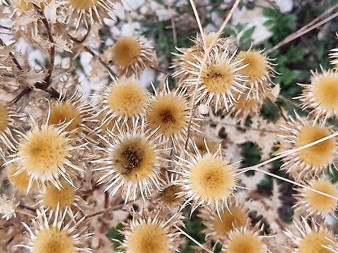Carlina corymbosa  Carlina corymbosa,Fall,Geotagged,Montenegro