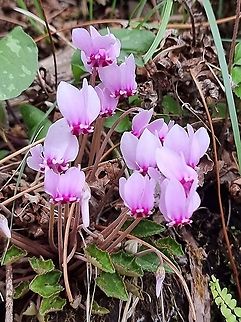 Cyclamen hederifolium  Cyclamen hederifolium,Fall,Geotagged,Ivy-leaved cyclamen,Montenegro