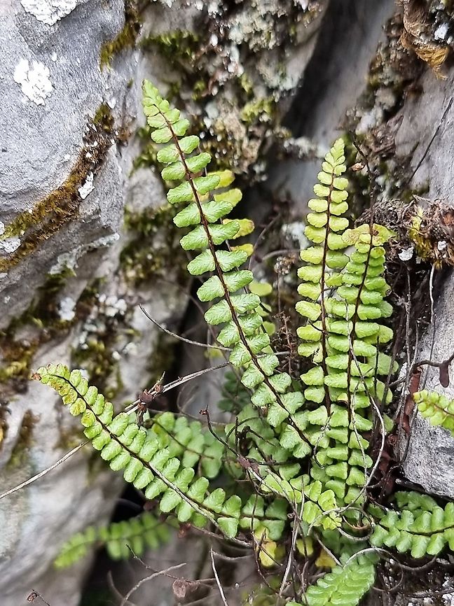 Asplenium trichomanes  Asplenium trichomanes,Fall,Geotagged,Maidenhair spleenwort,Montenegro