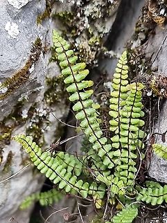 Asplenium trichomanes  Asplenium trichomanes,Fall,Geotagged,Maidenhair spleenwort,Montenegro