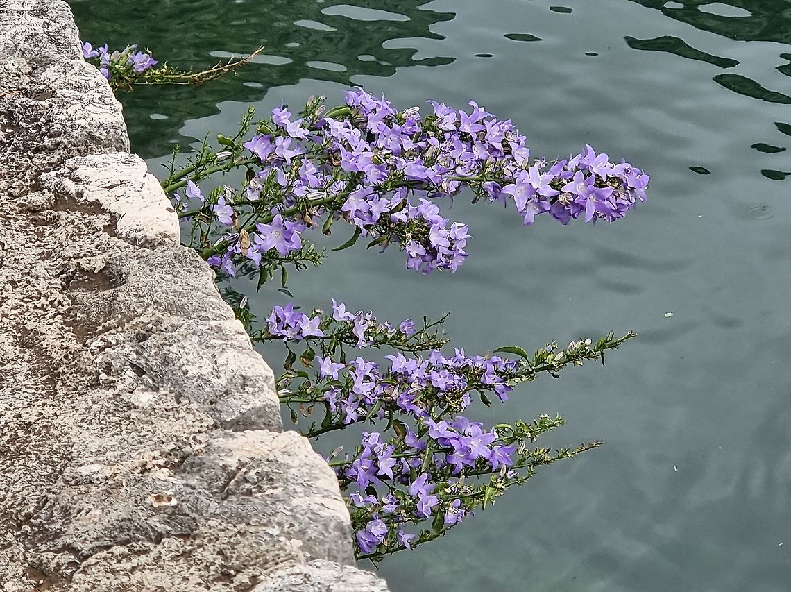 Campanula versicolor  Campanula versicolor,Fall,Geotagged,Montenegro