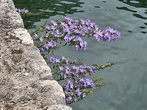 Campanula versicolor  Campanula versicolor,Fall,Geotagged,Montenegro