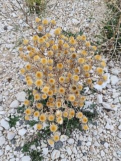 Clustered Carline-Thistle