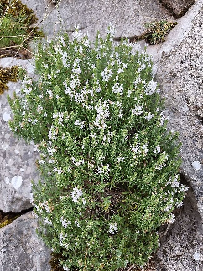 Satureja cuneifolia  Fall,Geotagged,Montenegro,Satureja cuneifolia