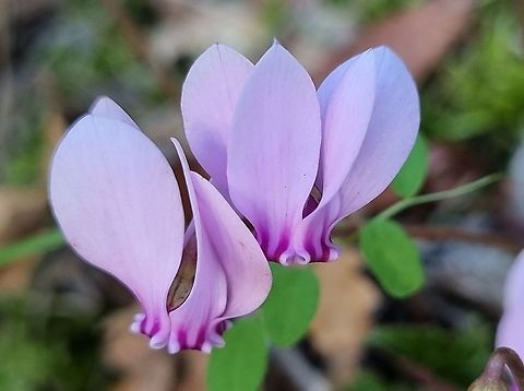 Cyclamen hederifolium  Croatia,Cyclamen hederifolium,Fall,Geotagged,Ivy-leaved cyclamen