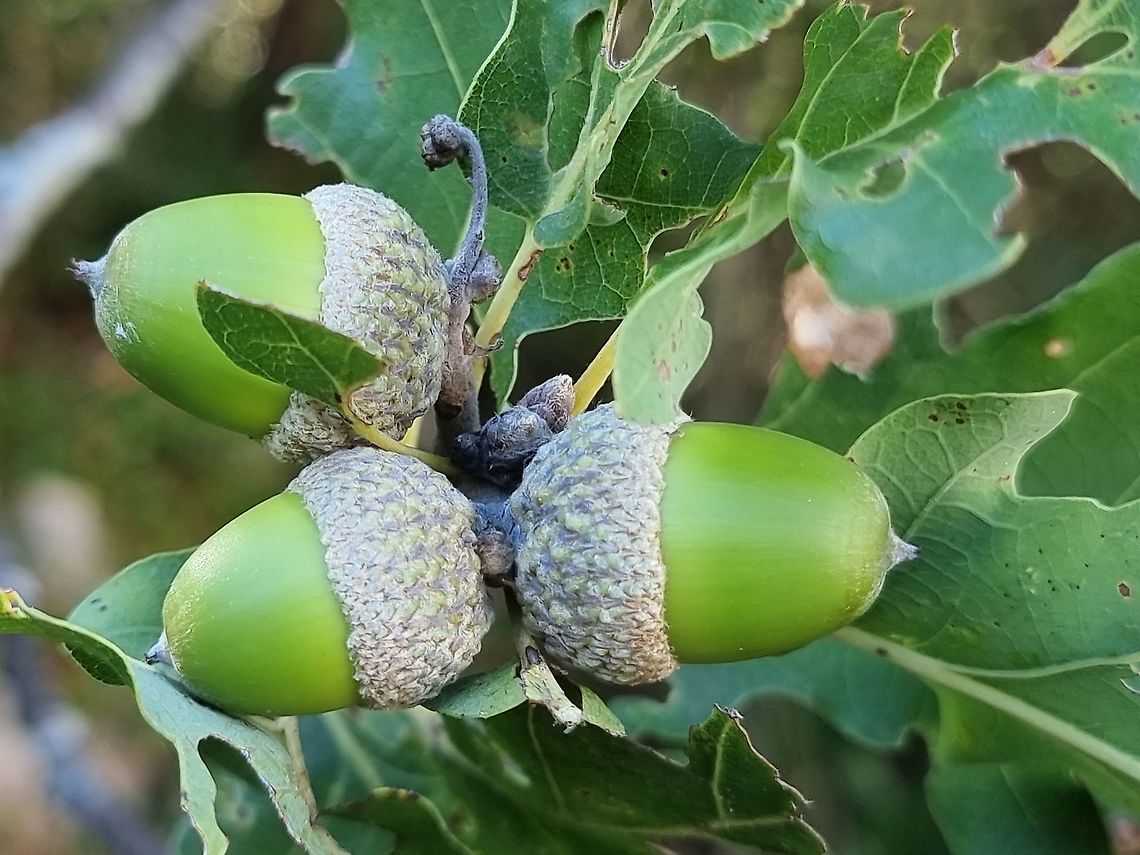 Quercus pubescens  Croatia,Downy oak,Fall,Geotagged,Quercus pubescens