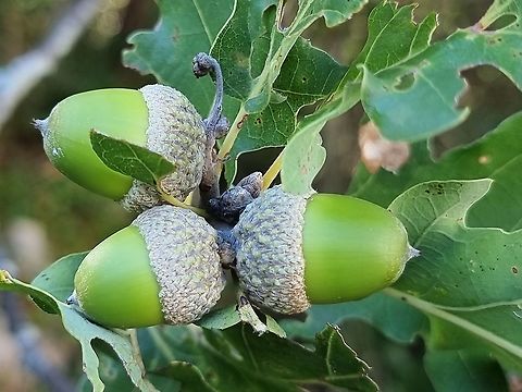 Quercus pubescens  Croatia,Downy oak,Fall,Geotagged,Quercus pubescens