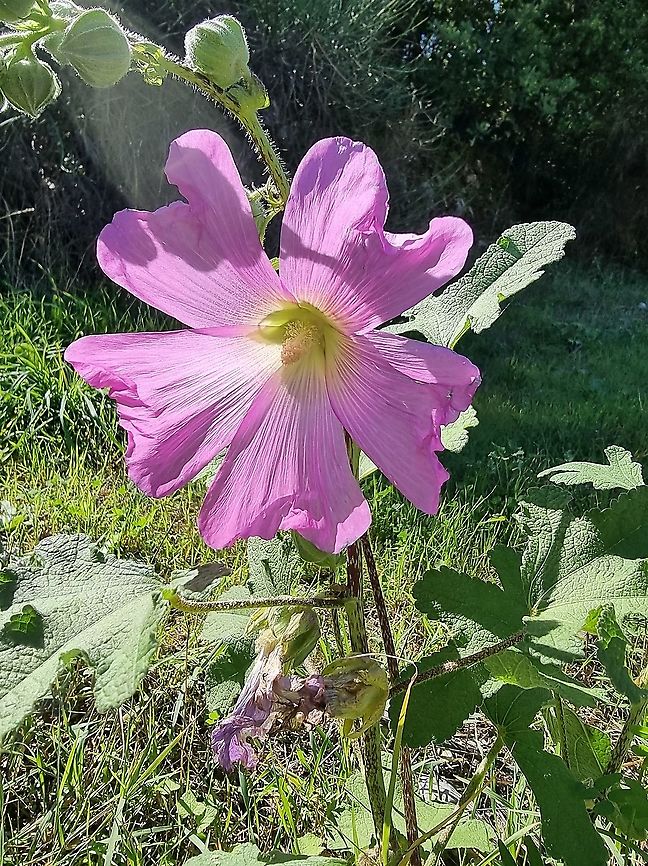 Alcea biennis  Alcea biennis,Croatia,Fall,Geotagged