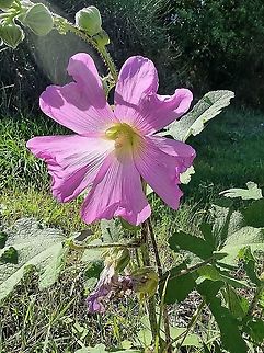 Alcea biennis  Alcea biennis,Croatia,Fall,Geotagged