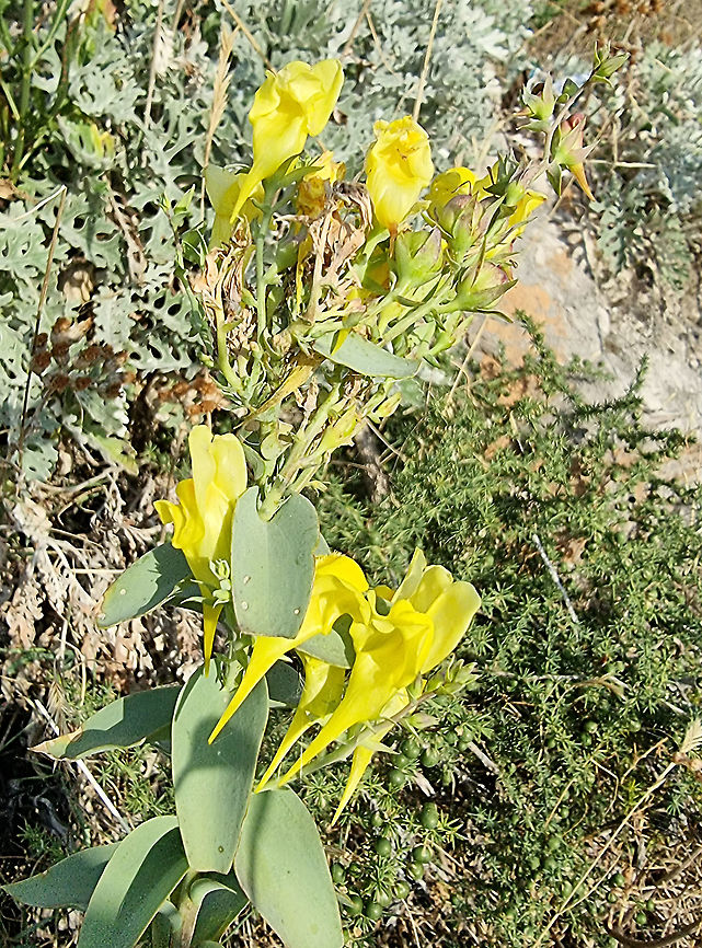 Linaria dalmatica  Balkan toadflax,Croatia,Fall,Geotagged,Linaria dalmatica