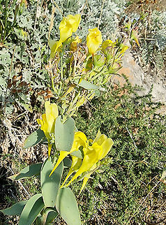Linaria dalmatica  Balkan toadflax,Croatia,Fall,Geotagged,Linaria dalmatica