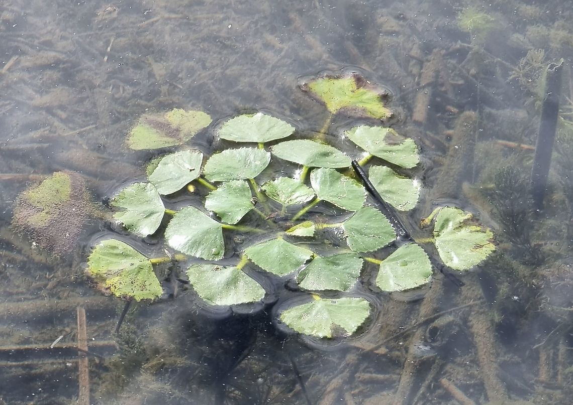 Trapa natans  Fall,Geotagged,Montenegro,Trapa natans,Water caltrop