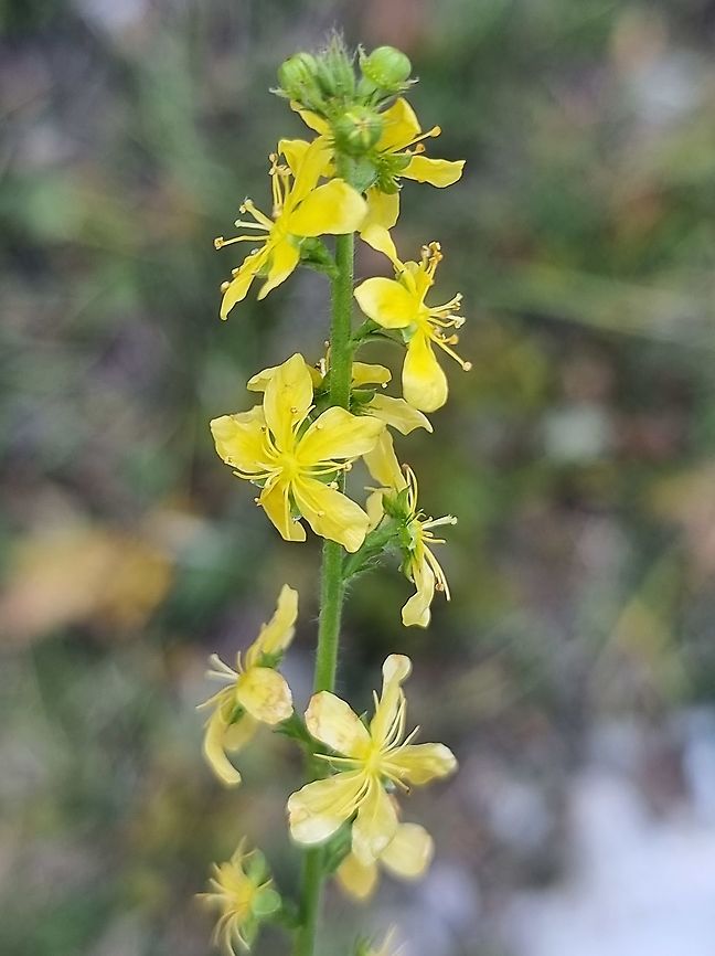 Agrimonia eupatoria  Agrimonia eupatoria,Common agrimony,Fall,Geotagged,Montenegro