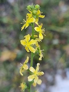 Agrimonia eupatoria  Agrimonia eupatoria,Common agrimony,Fall,Geotagged,Montenegro