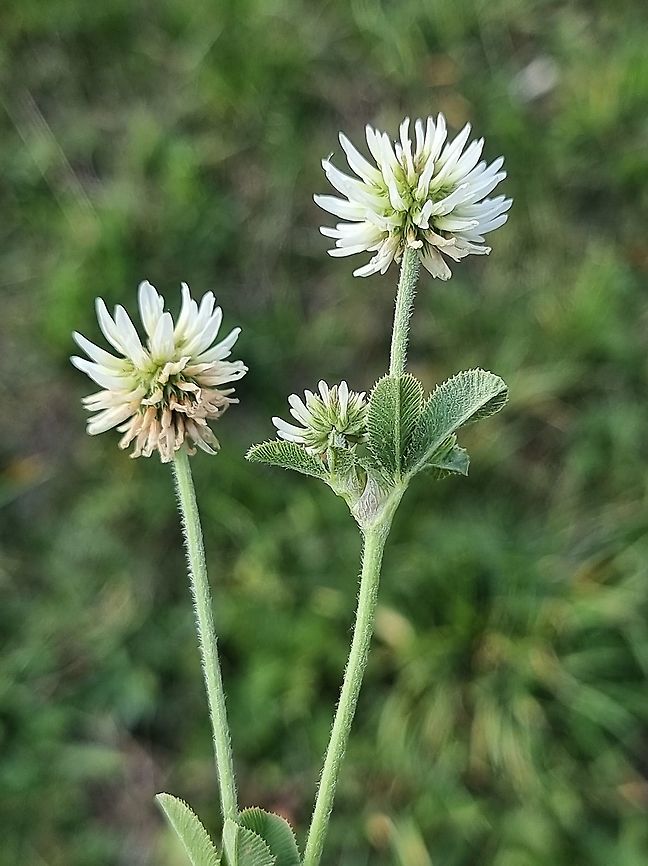 Trifolium montanum  Fall,Geotagged,Montenegro,Trifolium montanum
