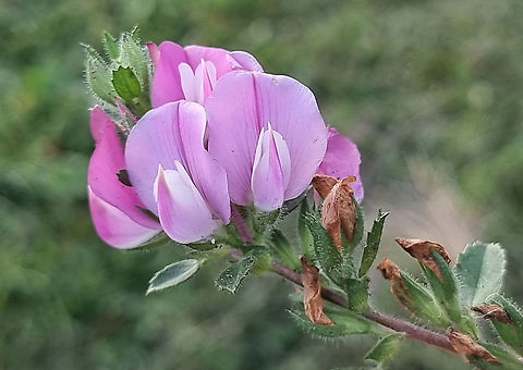 Trailing Restharrow