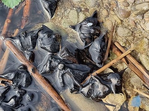 Trapa natans  Fall,Geotagged,Montenegro,Trapa natans,Water caltrop