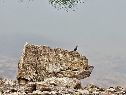 White-throated dipper  Cinclus cinclus,Fall,Geotagged,Montenegro,White-throated Dipper