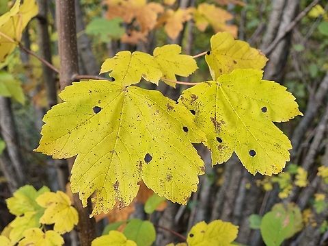 Acer pseudoplatanus  Acer pseudoplatanus,Fall,Geotagged,Montenegro,Sycamore maple
