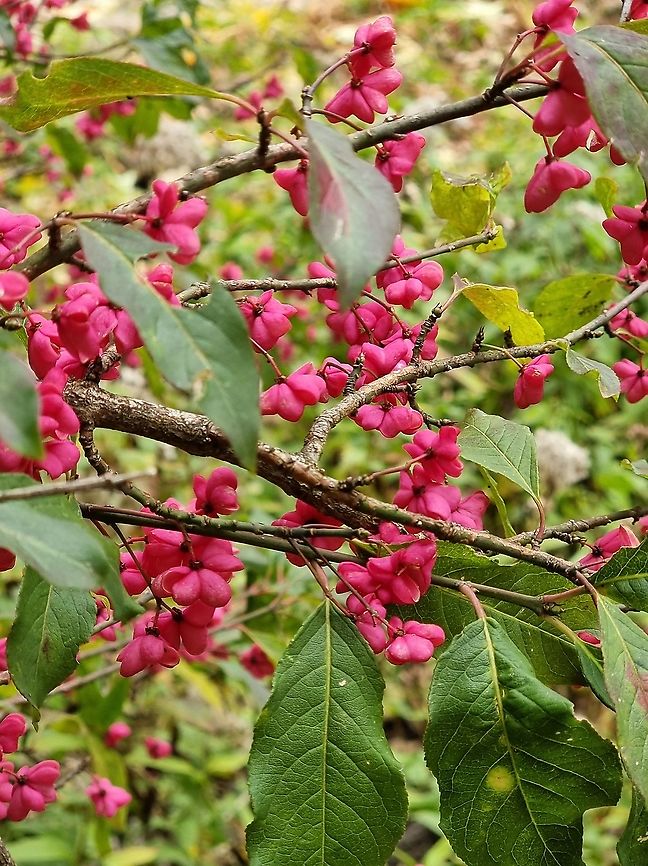 Euonymus europaea  Euonymus europaeus,European spindle,Fall,Geotagged,Montenegro