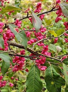 Euonymus europaea  Euonymus europaeus,European spindle,Fall,Geotagged,Montenegro