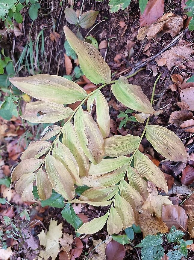 Polygonatum multiflorum  Fall,Geotagged,Montenegro,Polygonatum multiflorum,Solomon's seal