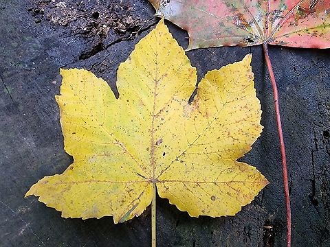 Acer pseudoplatanus  Acer pseudoplatanus,Fall,Geotagged,Montenegro,Sycamore maple