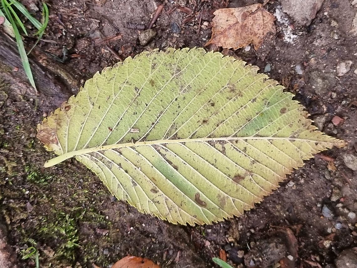 Ulmus glabra  Ulmus glabra