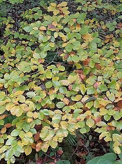 Fagus sylvatica  European Beech,Fagus sylvatica,Fall,Geotagged,Montenegro