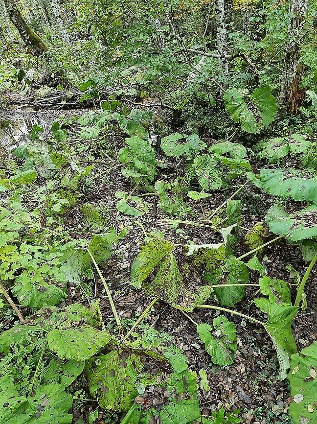 Petasites hybridus  Butterbur,Fall,Geotagged,Montenegro,Petasites hybridus