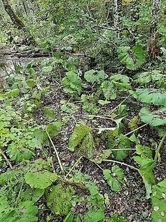 Petasites hybridus  Butterbur,Fall,Geotagged,Montenegro,Petasites hybridus