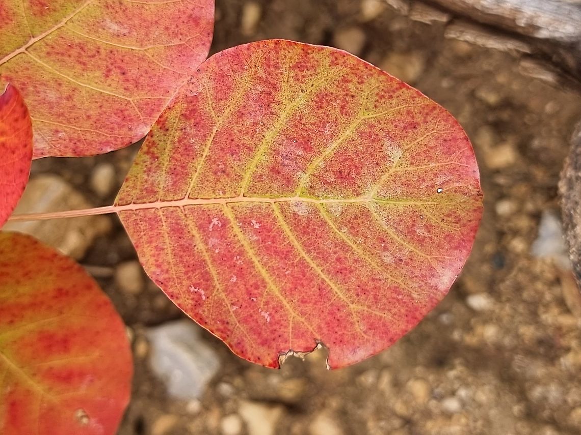 Cotinus coggygria  Cotinus coggygria,Fall,Geotagged,Montenegro,Smokebush